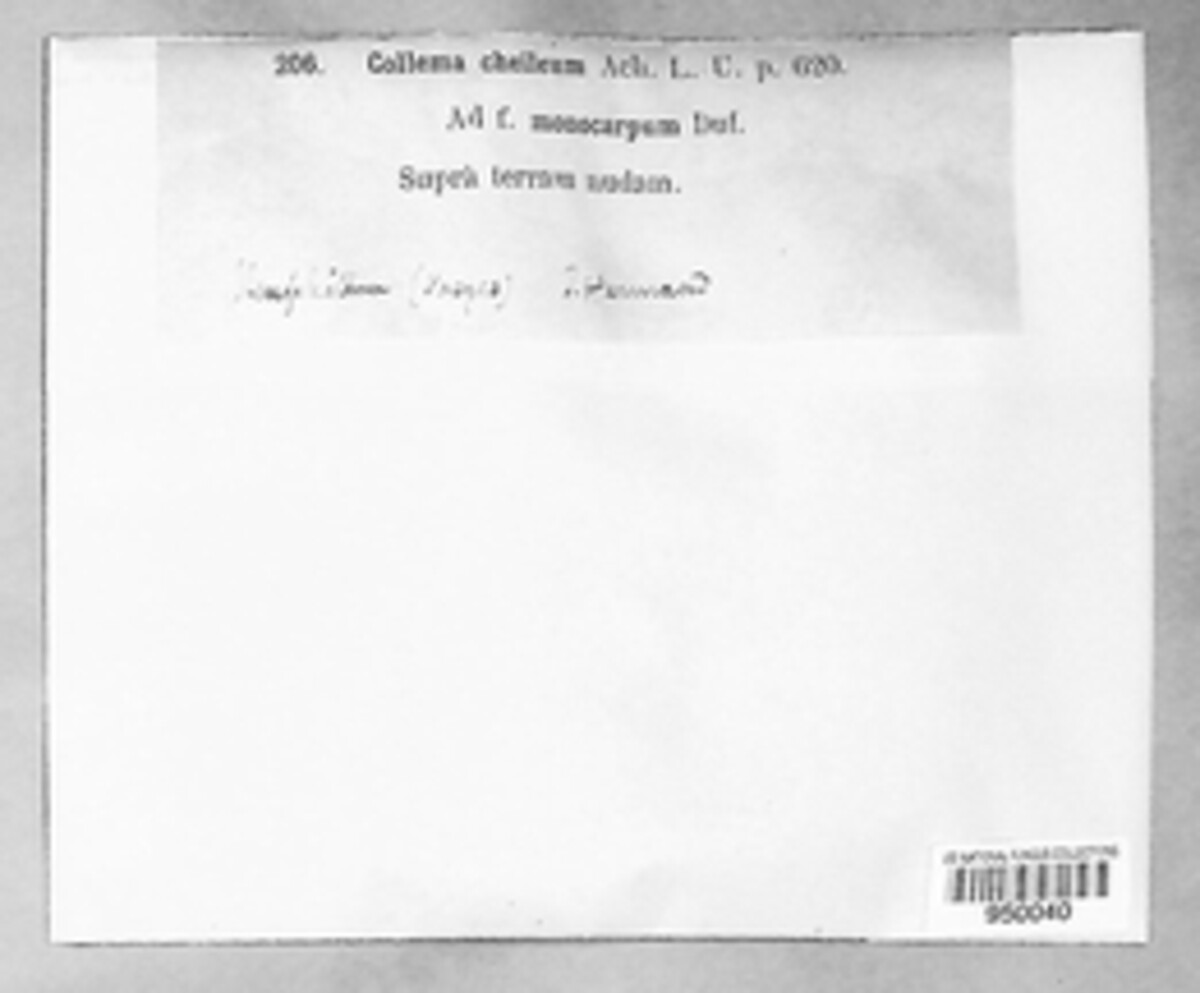 Blennothallia crispa image